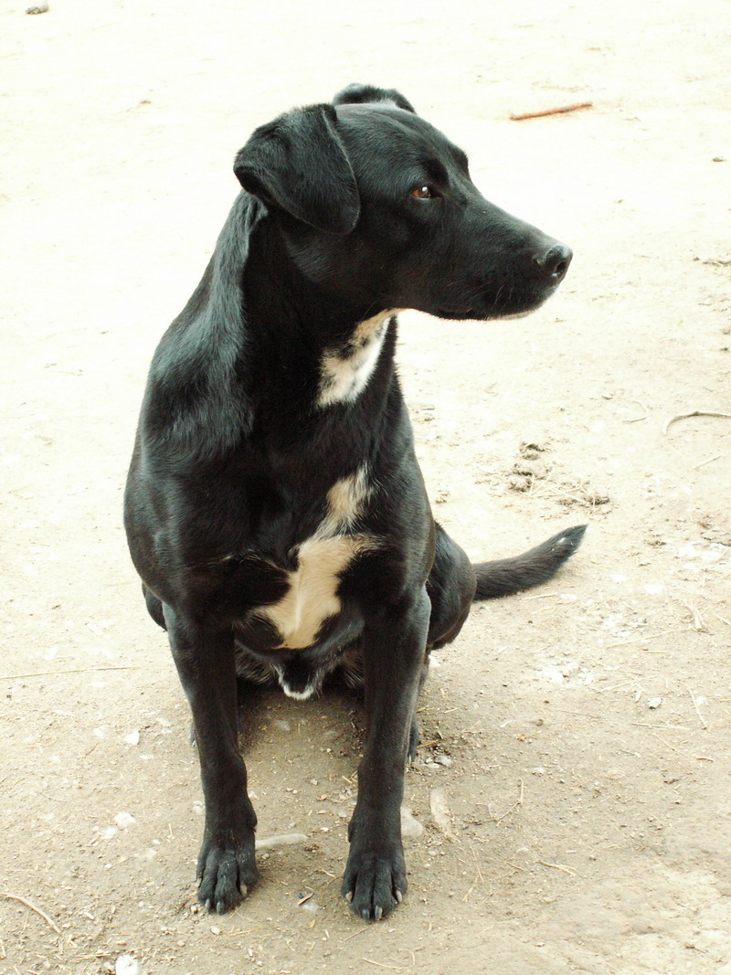Badiko Kačínsky